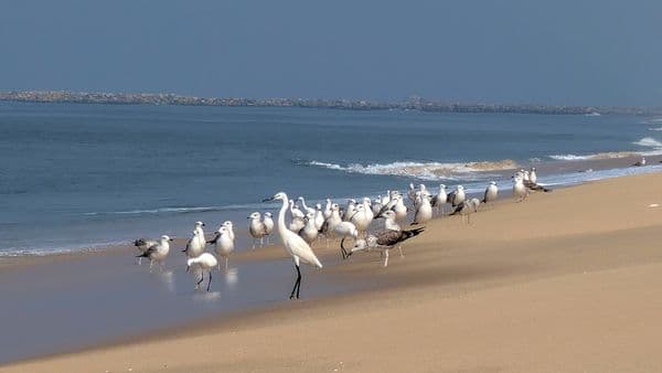 Kochi Alleppey Weekend Backpacking Trip thumbnail 3