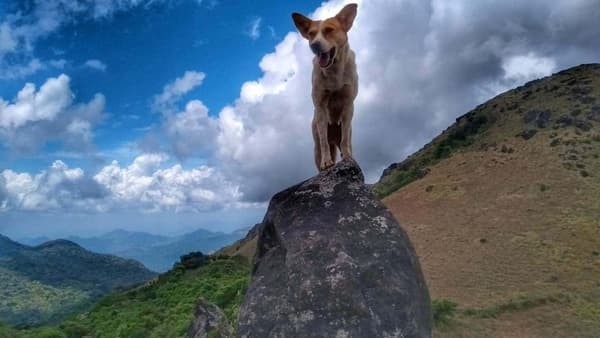 Tadiandamol Coorg Trek thumbnail 3