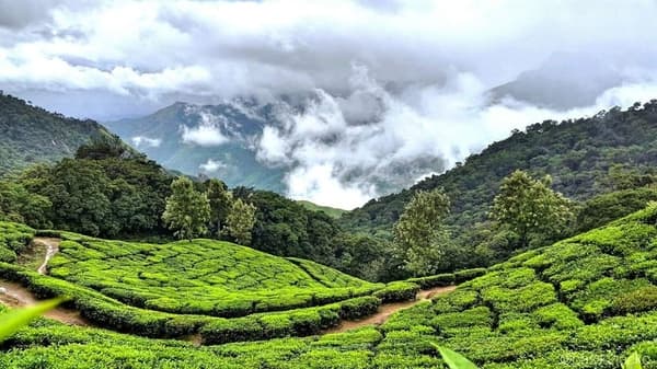 Munnar Backpacking Trip photo 1